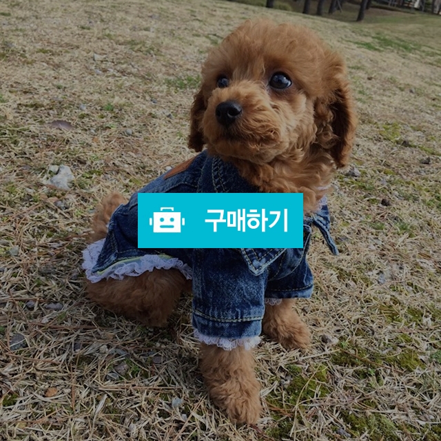 진청데님 강아지옷 / 리봉샵 / 디비디비 / 구매하기 / 특가할인
