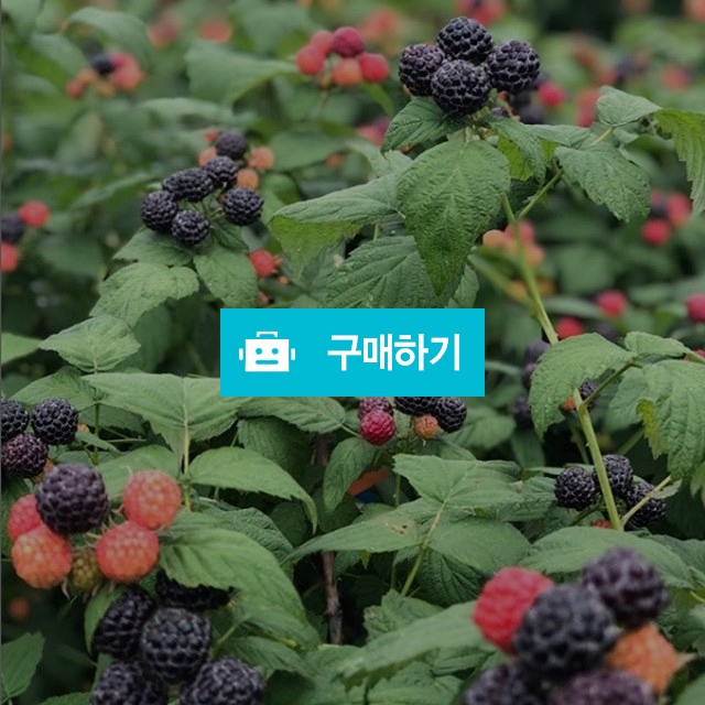2020년 햇 토종 복분자 10kg / 토토형앙님의 스토어 / 디비디비 / 구매하기 / 특가할인