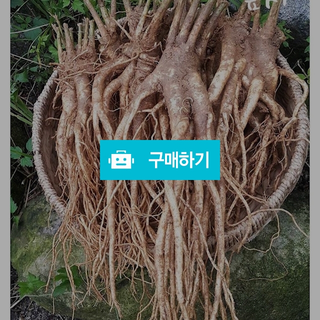 2021 강원도 약 도라지 왕 대 중 소 / 뿌리와잎새 / 디비디비 / 구매하기 / 특가할인