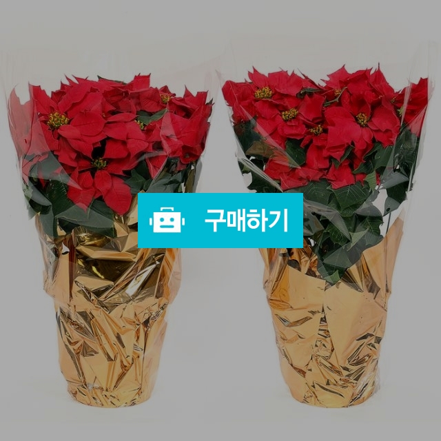 포인세티아2개/생화크리스마스장식품파티용품이벤트용품선물트리데코실내인테리어소품 고급성탄절액세서리꾸미기 정원카페용 / 다모아아토즈님의 스토어 / 디비디비 / 구매하기 / 특가할인