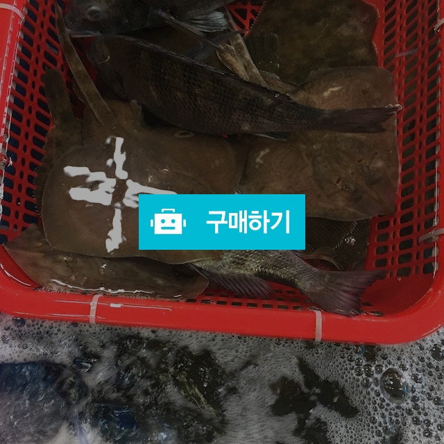 회 주문 010 9433 4089 / 마량태민수산(중매인7번) / 디비디비 / 구매하기 / 특가할인