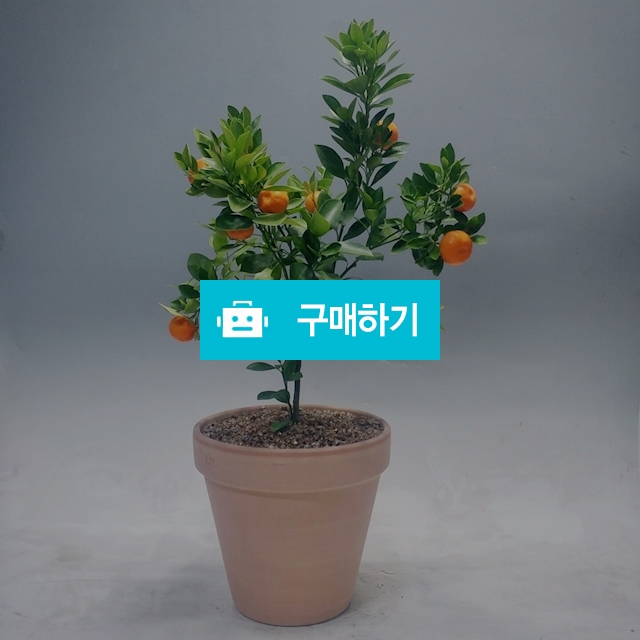 유주나무 토분완성품(무료배송) / 가든앤테라스 / 디비디비 / 구매하기 / 특가할인