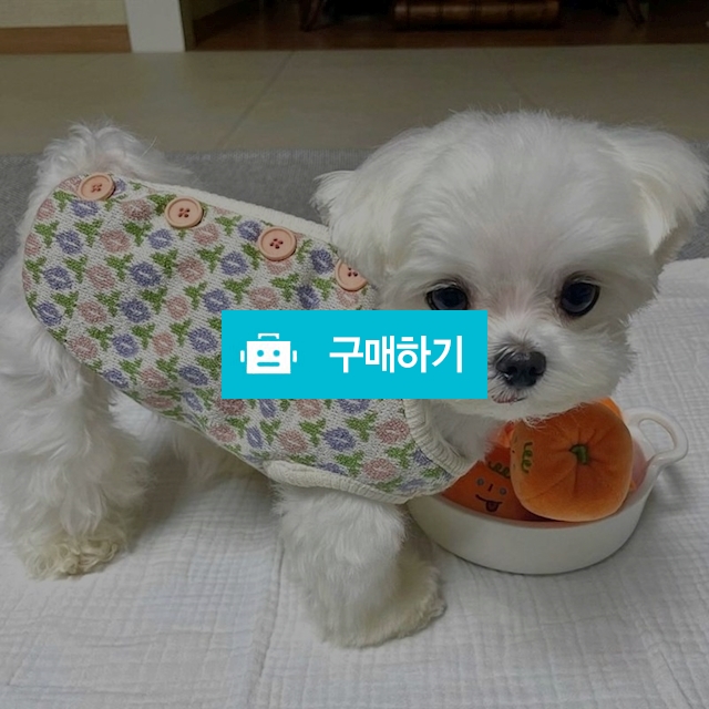 고양이 강아지 할매조끼 실내복 티셔츠 / 냥슬아치님의 스토어 / 디비디비 / 구매하기 / 특가할인