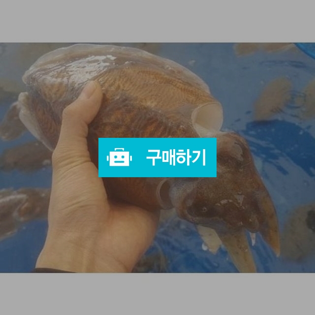 횟감용 갑오징어 1kg내외 / 현스 / 디비디비 / 구매하기 / 특가할인