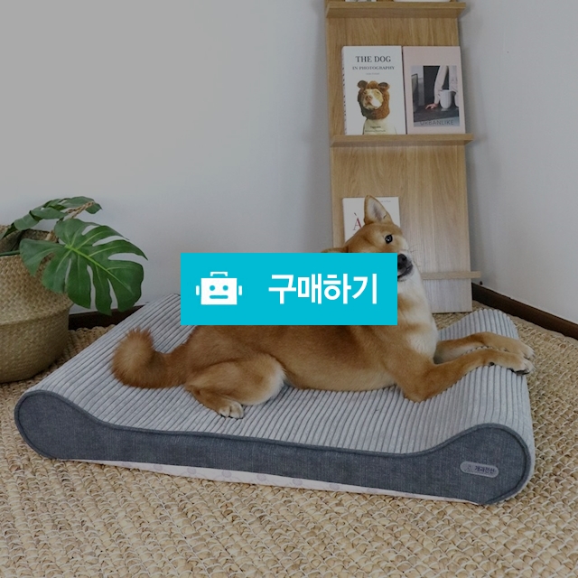 개과천선 로이 애견 방석 강아지방석 슬개골예방 마약방석 견체공학적 / 개과천선 / 디비디비 / 구매하기 / 특가할인