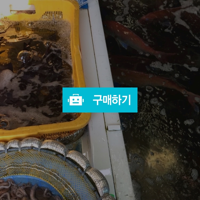 횟감 문의 1접시 10000~30000 / 마량태민수산(중매인7번) / 디비디비 / 구매하기 / 특가할인