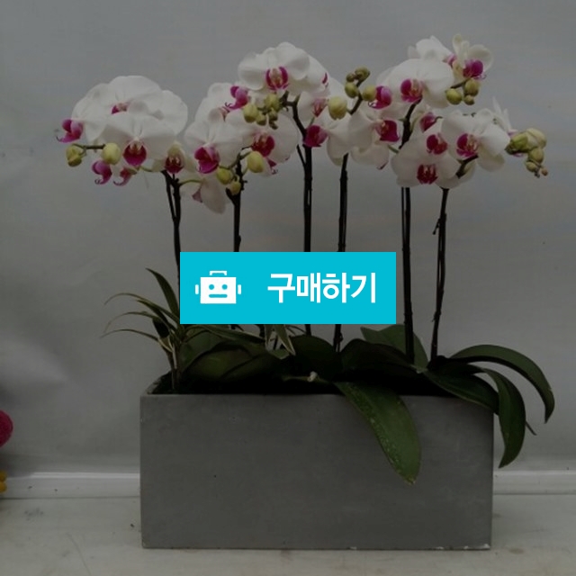 호접란 / 엔젤플라워 / 디비디비 / 구매하기 / 특가할인