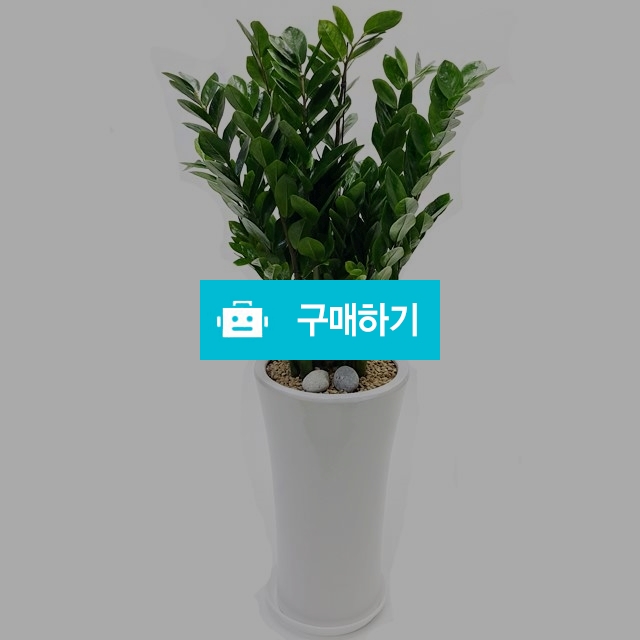 금전수 축하화분 개업 이전 창업 식당 선물 / 플라워타임844님의 스토어 / 디비디비 / 구매하기 / 특가할인