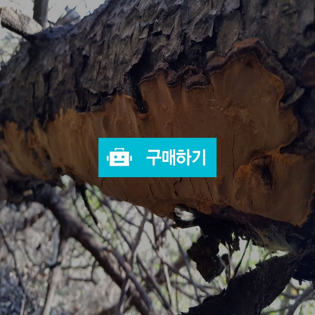 국산상황버섯 편상황버섯 재배아님 상황버섯먹는방법 / 라이프스타일님의 스토어 / 디비디비 / 구매하기 / 특가할인