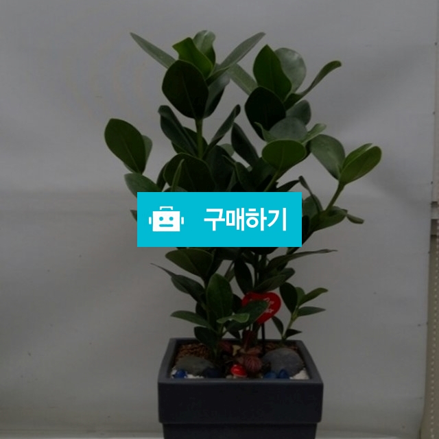 크루시아 (실내공기정화식물) / 엔젤플라워 / 디비디비 / 구매하기 / 특가할인