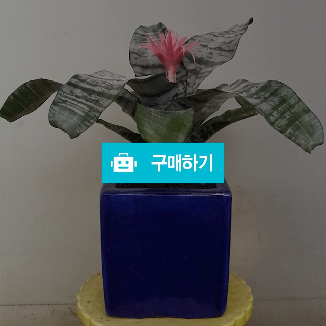 애크미아 / 소운플라워조경님의 스토어 / 디비디비 / 구매하기 / 특가할인