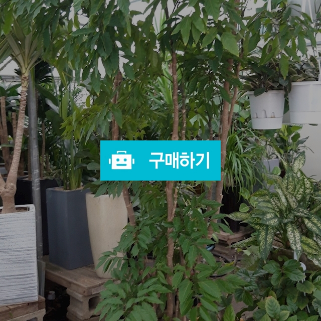 폴리시아스 / 키스앤플라워님의 스토어 / 디비디비 / 구매하기 / 특가할인