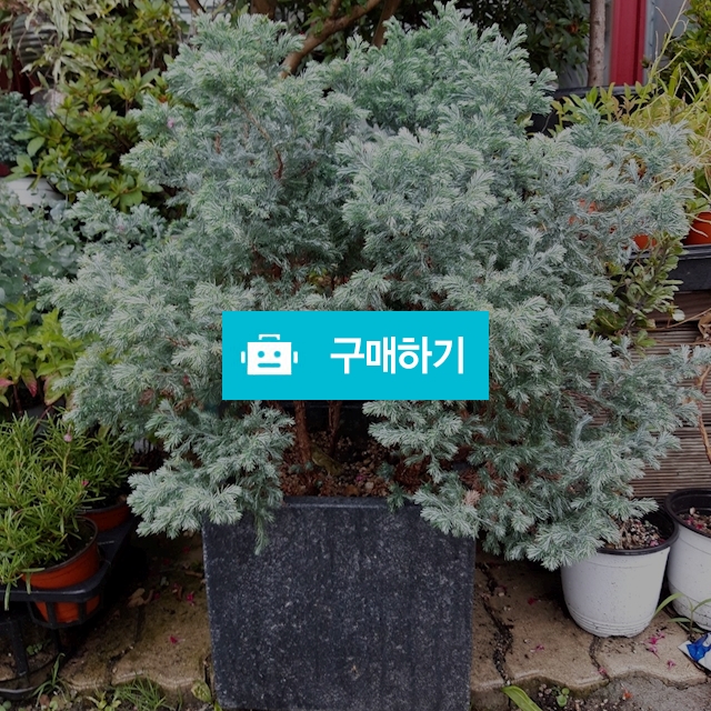 블루버드 / 키스앤플라워님의 스토어 / 디비디비 / 구매하기 / 특가할인