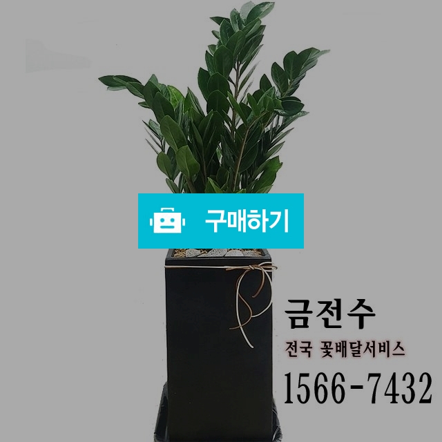 금전수 개업화분 축하화분배달 / 플라워타임844님의 스토어 / 디비디비 / 구매하기 / 특가할인