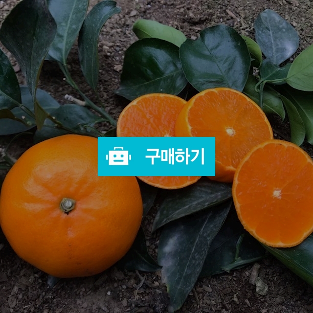 천혜향 10kg 무료배송 한정판매 / 뷰티MK / 디비디비 / 구매하기 / 특가할인