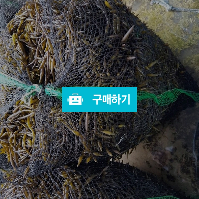 톳 kg당 2000~5000원 / 마량태민수산(중매인7번) / 디비디비 / 구매하기 / 특가할인