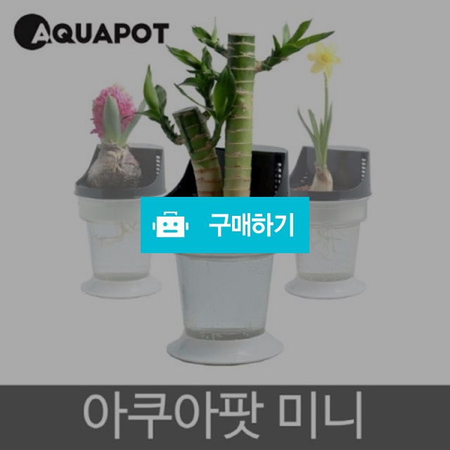 아쿠아팟 미니 수경재배 공기정화 가습기 / 지슈님의 스토어 / 디비디비 / 구매하기 / 특가할인