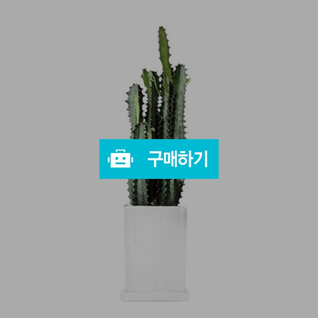 오채각 공기정화식물 다육식물 선인장 대형화분 인테리어화분 전국 꽃배달서비스  / 젠틀맨꽃배달 / 디비디비 / 구매하기 / 특가할인