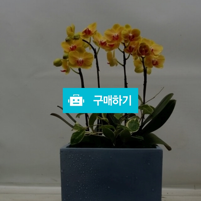 호접란 / 엔젤플라워 / 디비디비 / 구매하기 / 특가할인
