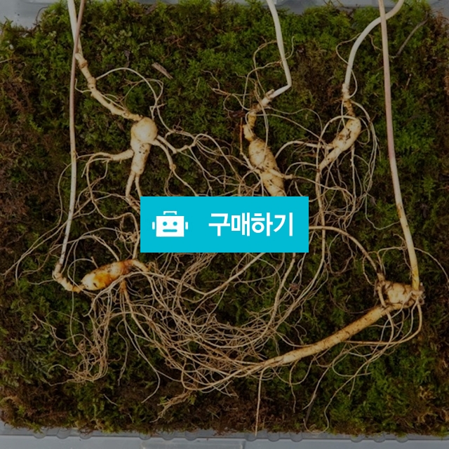 [더좋은산삼]산양삼5~6년근 5뿌리 정품산삼 산양산삼 산삼장뇌삼 산삼 인삼 야생산삼 자연산삼 건강식품  / 마니싸네 / 디비디비 / 구매하기 / 특가할인