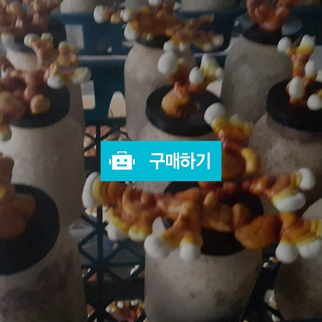 국내산녹각영지버섯 / 산삼전시장님의 스토어 / 디비디비 / 구매하기 / 특가할인