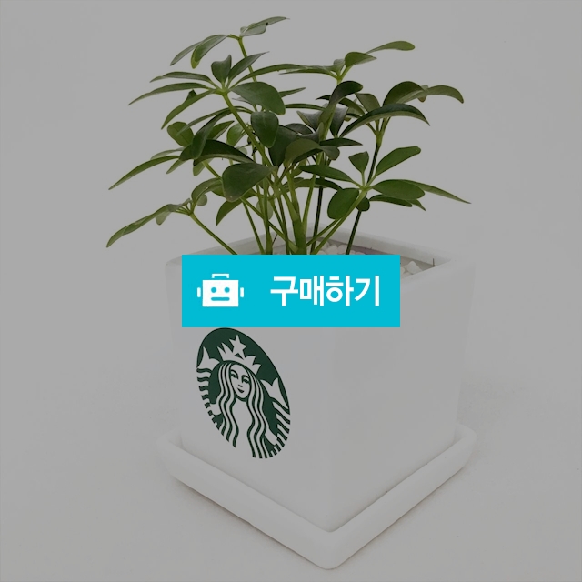 커스텀 별다방 미니화분 / 미포님의 스토어 / 디비디비 / 구매하기 / 특가할인