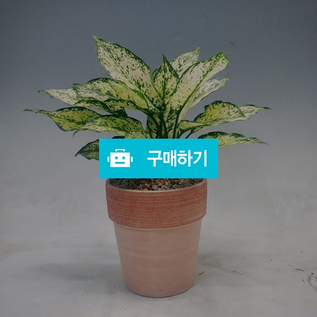 사파이어 아글레오네마/스노우 아글레오네마/화이트 아글레오네마(무료배송) / 가든앤테라스 / 디비디비 / 구매하기 / 특가할인
