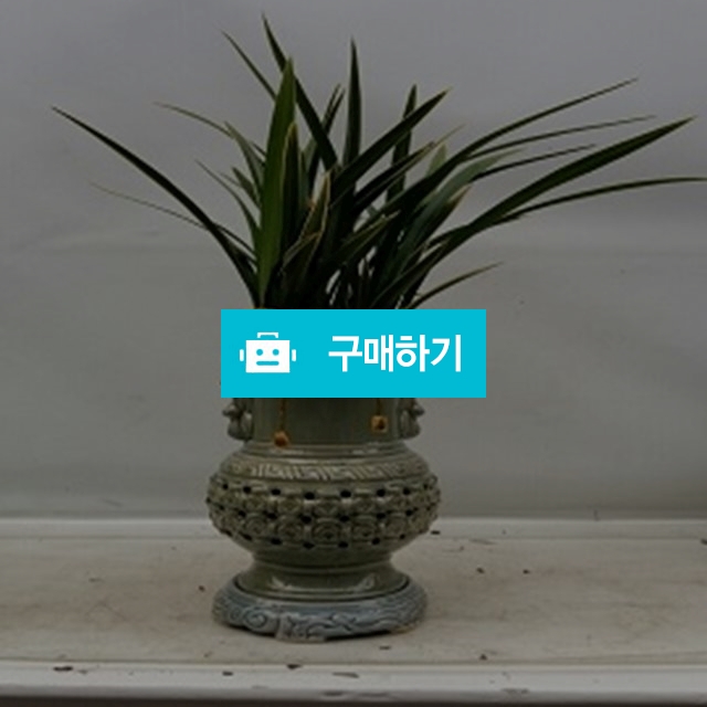 황룡금 / 엔젤플라워 / 디비디비 / 구매하기 / 특가할인