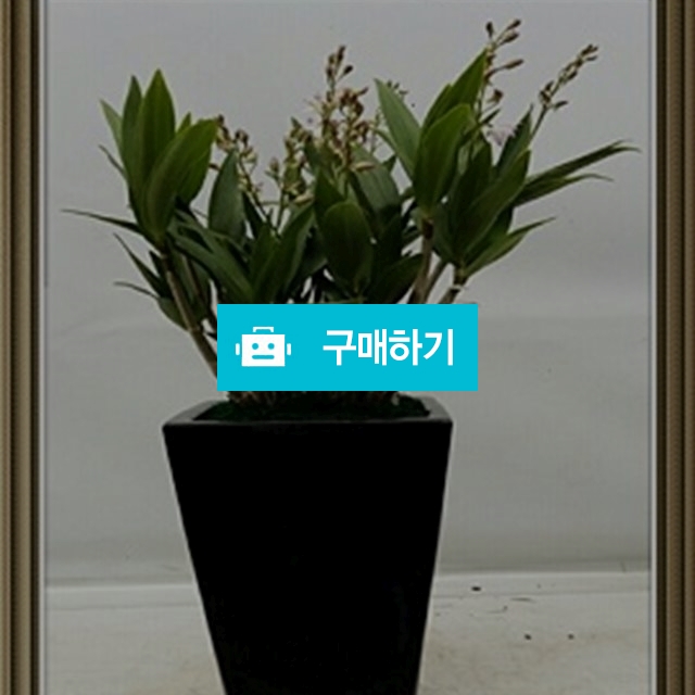 김기아난 / 엔젤플라워 / 디비디비 / 구매하기 / 특가할인