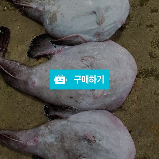 아귀 kg당 5000~15000 / 마량태민수산(중매인7번) / 디비디비 / 구매하기 / 특가할인
