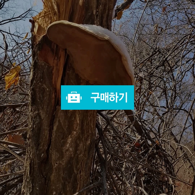 말굽버섯  자연산 말굽버섯  국내산말굽버섯  국산말굽버섯 야생말발굽버섯 300  / 도깨비산야초님의 스토어 / 디비디비 / 구매하기 / 특가할인