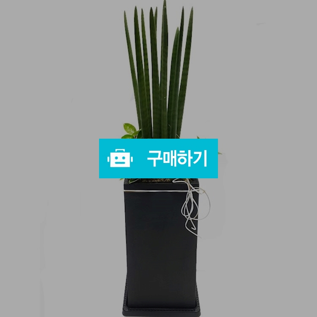 스투키 공기정화식물 이전개업화분 사무실 식당 집 / 070플라워님의 스토어 / 디비디비 / 구매하기 / 특가할인