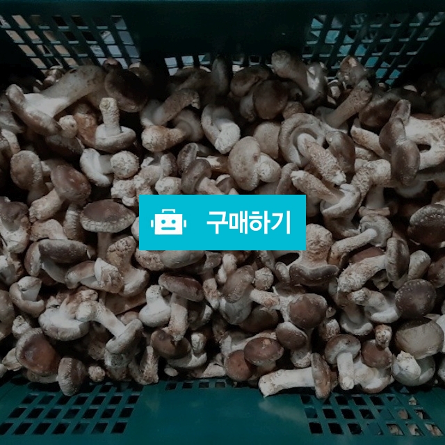 송혜농원/송화버섯/실속~1kg13,000원무료배송 / 송혜농원송화버섯님의 스토어 / 디비디비 / 구매하기 / 특가할인