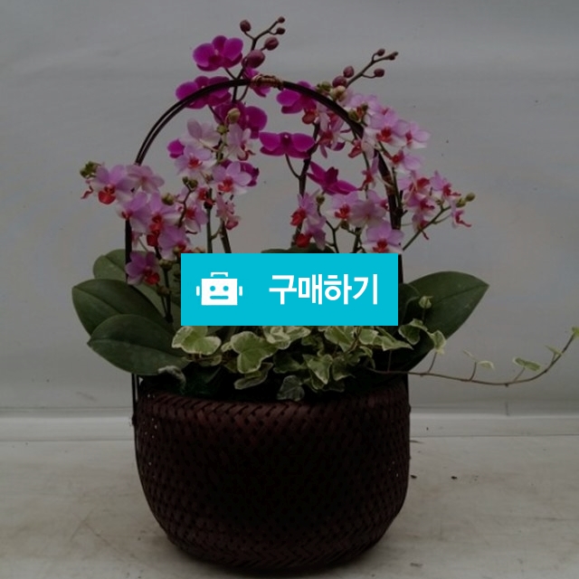 만천홍 / 엔젤플라워 / 디비디비 / 구매하기 / 특가할인
