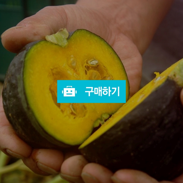 제주 미니밤호박 보우짱 2kg 5kg 10kg / 백미양식 / 디비디비 / 구매하기 / 특가할인