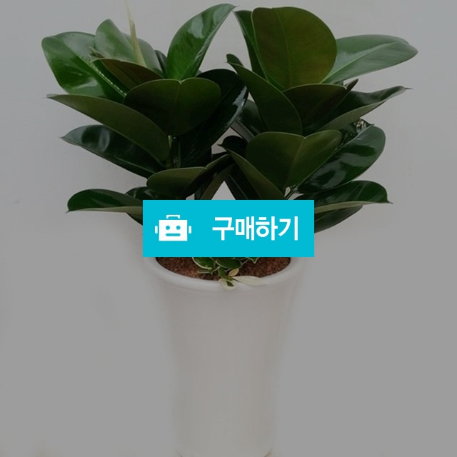 고무나무 서울 대구 대전 인천 광주 강원도 전주 천안 안산 시흥 구미 평택 개업화분배달 / 플라워타임844님의 스토어 / 디비디비 / 구매하기 / 특가할인