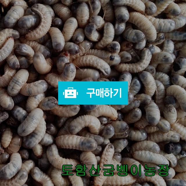 [토함산굼벵이농장] 경주시 지원농장! 생 굼벵이 1kg / 토함산굼벵이농장 / 디비디비 / 구매하기 / 특가할인