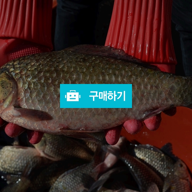 섬진강 자연산 붕어즙 120ml 60포 / 불로장생 / 디비디비 / 구매하기 / 특가할인