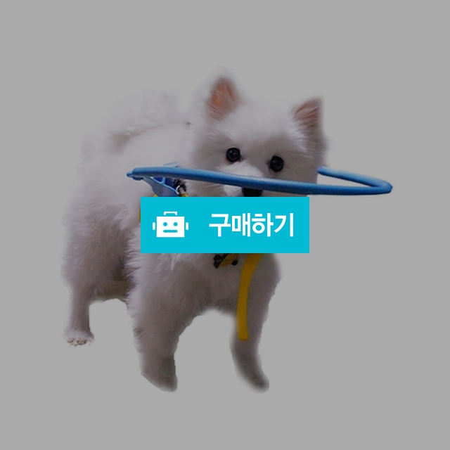 강아지 시각장애견 엔젤링 / 비바펫 / 디비디비 / 구매하기 / 특가할인