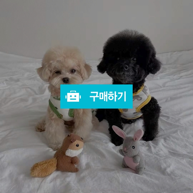 고양이 강아지 애니멀 민소매 나시 티셔츠 / 냥슬아치님의 스토어 / 디비디비 / 구매하기 / 특가할인