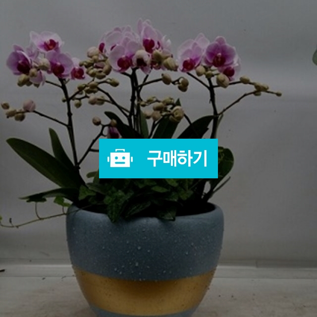 호접란 / 엔젤플라워 / 디비디비 / 구매하기 / 특가할인