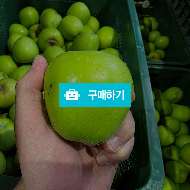 썸머킹/아오리 청사과 가정용 A급 / 영 프루트 Young Fruits / 디비디비 / 구매하기 / 특가할인