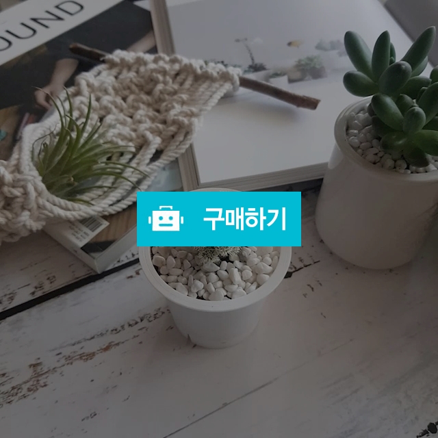 다육이 / 엔돌핀 꼼지락공방 / 디비디비 / 구매하기 / 특가할인