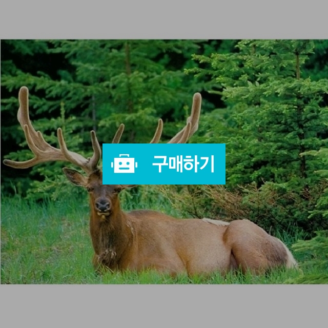 녹용 진액 즙 엑기스 한달분 120ml 60포 액기스  / 불로장생 / 디비디비 / 구매하기 / 특가할인