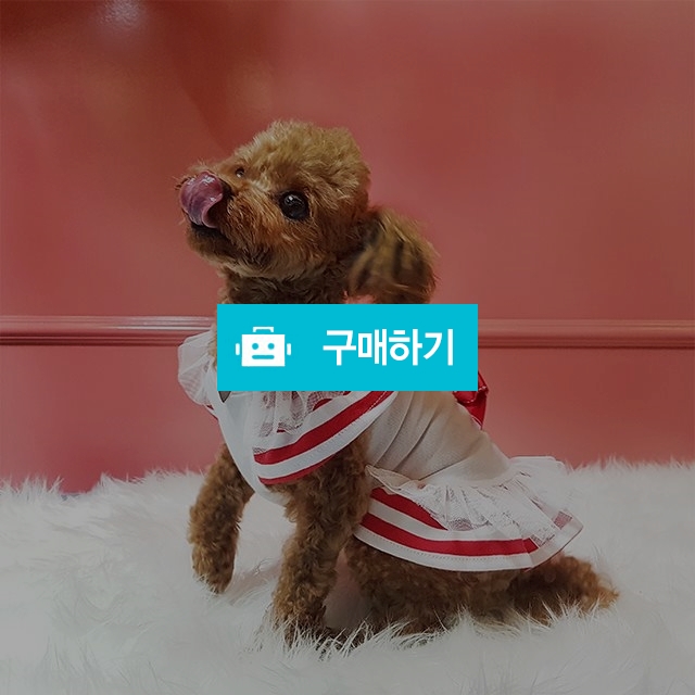 강아지옷 모던퍼피 세라복 프릴원피스 / 모던퍼피님의 스토어 / 디비디비 / 구매하기 / 특가할인