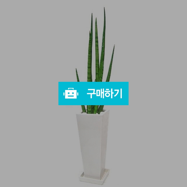 스투키 관상수 음이온화분 공기정화식물 거실화분추천 고급화분 / 젠틀맨꽃배달 / 디비디비 / 구매하기 / 특가할인