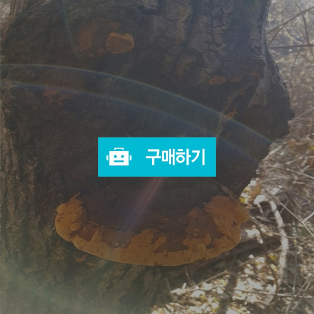 상황버섯 300g  갓형태 자연산상황버섯 (고급) 국산상황버섯 (대한민국) 상황버섯먹는법 / 도깨비산야초님의 스토어 / 디비디비 / 구매하기 / 특가할인