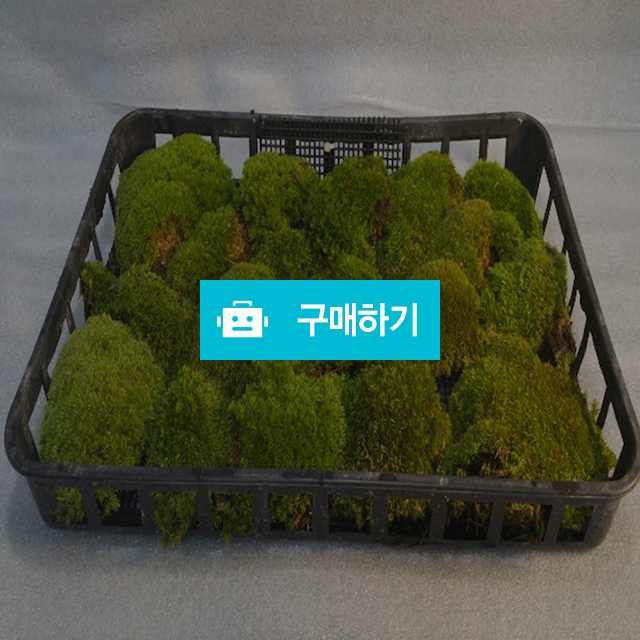 비단이끼 / 한반도짱님의 스토어 / 디비디비 / 구매하기 / 특가할인