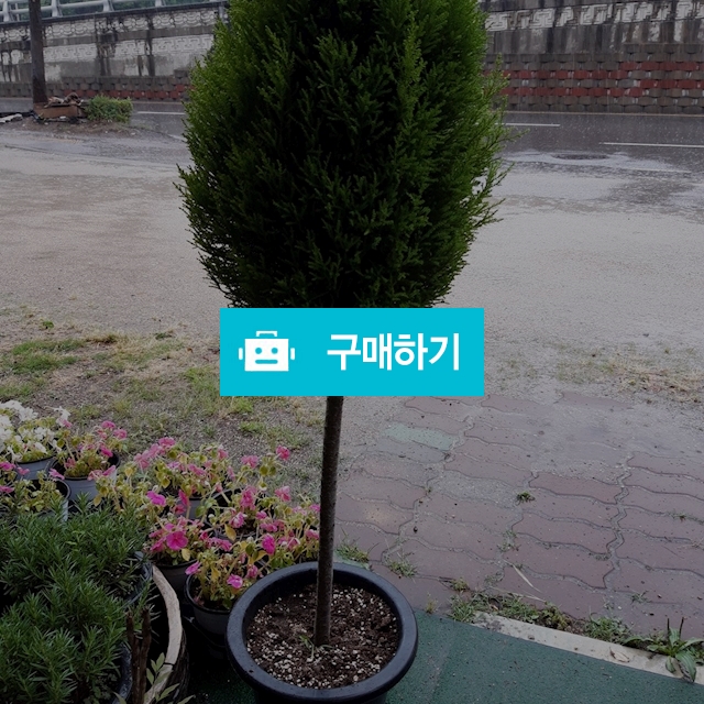 율마 / 키스앤플라워님의 스토어 / 디비디비 / 구매하기 / 특가할인
