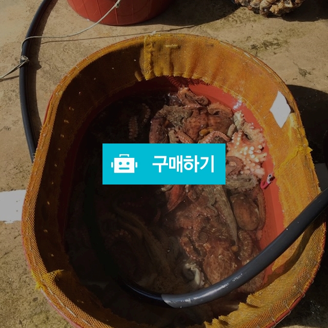 문어 kg당 15000~40000원 / 마량태민수산(중매인7번) / 디비디비 / 구매하기 / 특가할인
